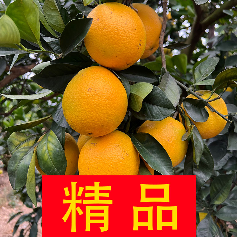 【精品果10斤装】赣南脐橙赣州橙子生鲜水果径70-90MM送人品质