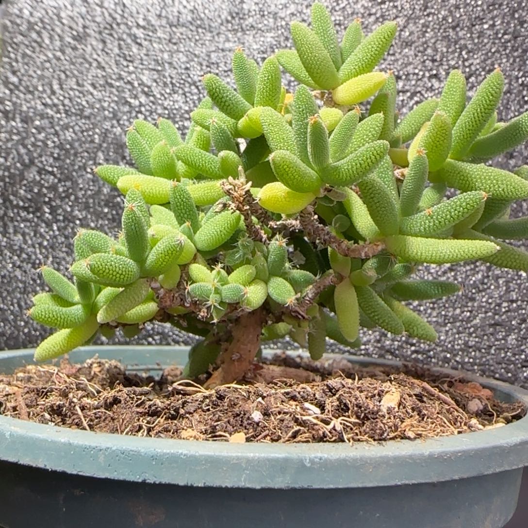 dy0442玉米可提根冠服8cm