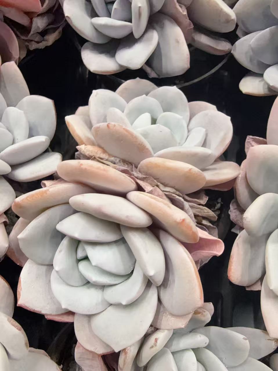 80#大双头雪莲（7-11m）脱土