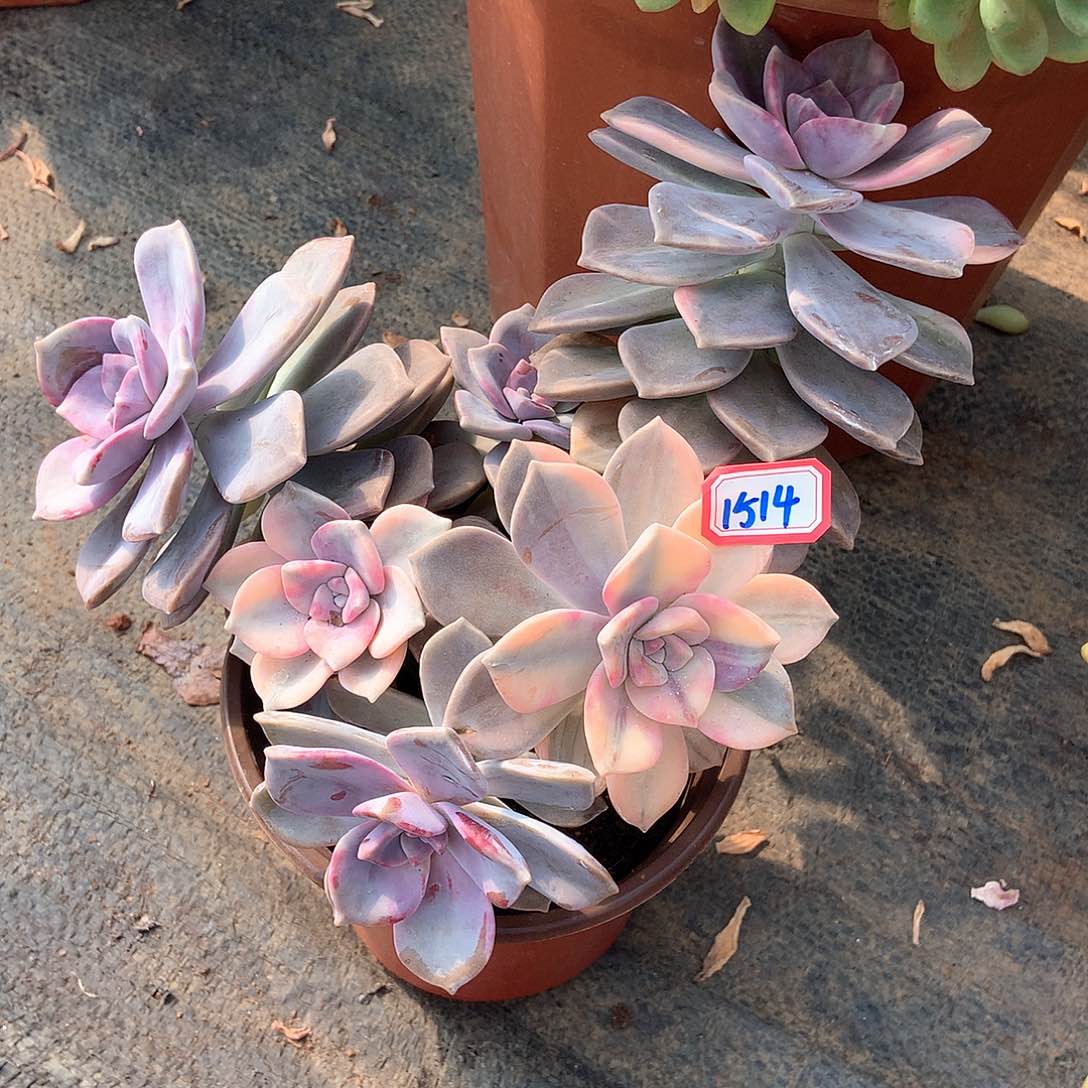 紫乐锦1514晓晓一物一拍