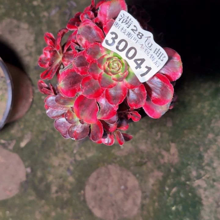 30041南香奈儿多肉植物