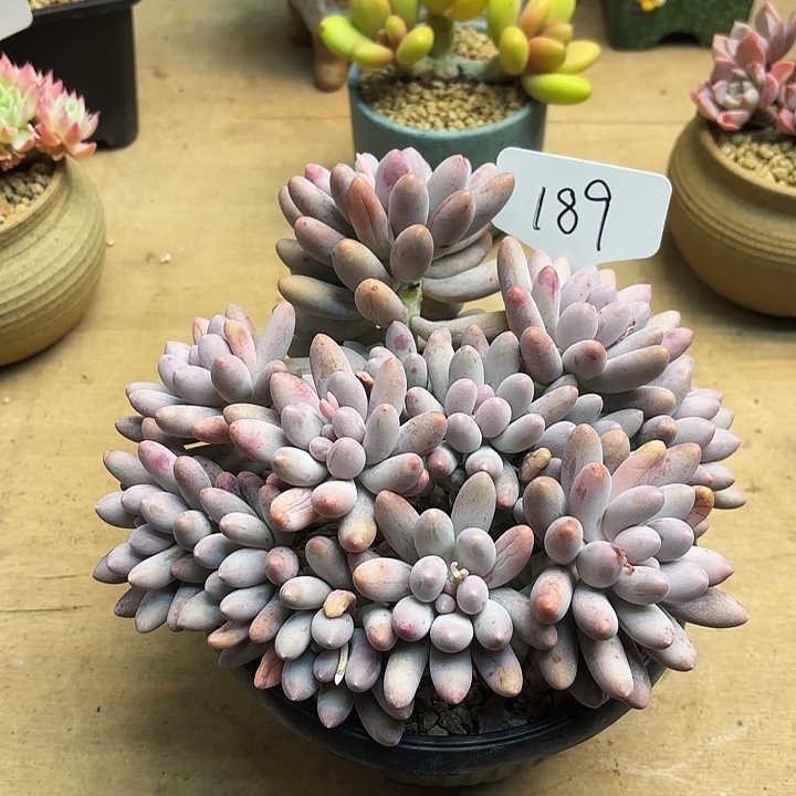 多肉植物，汤圆189号