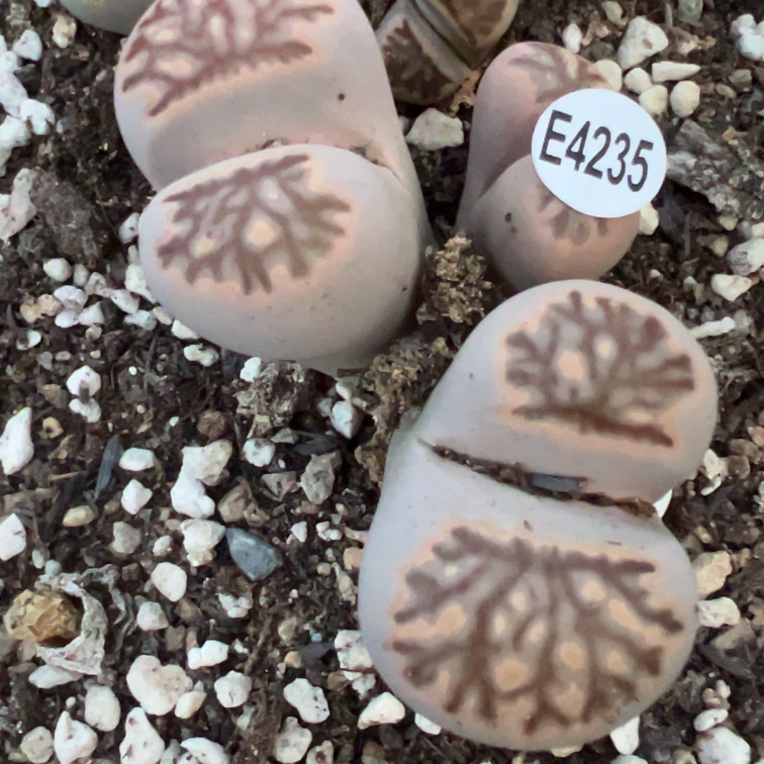 ´****匠4235下播福利111111111111