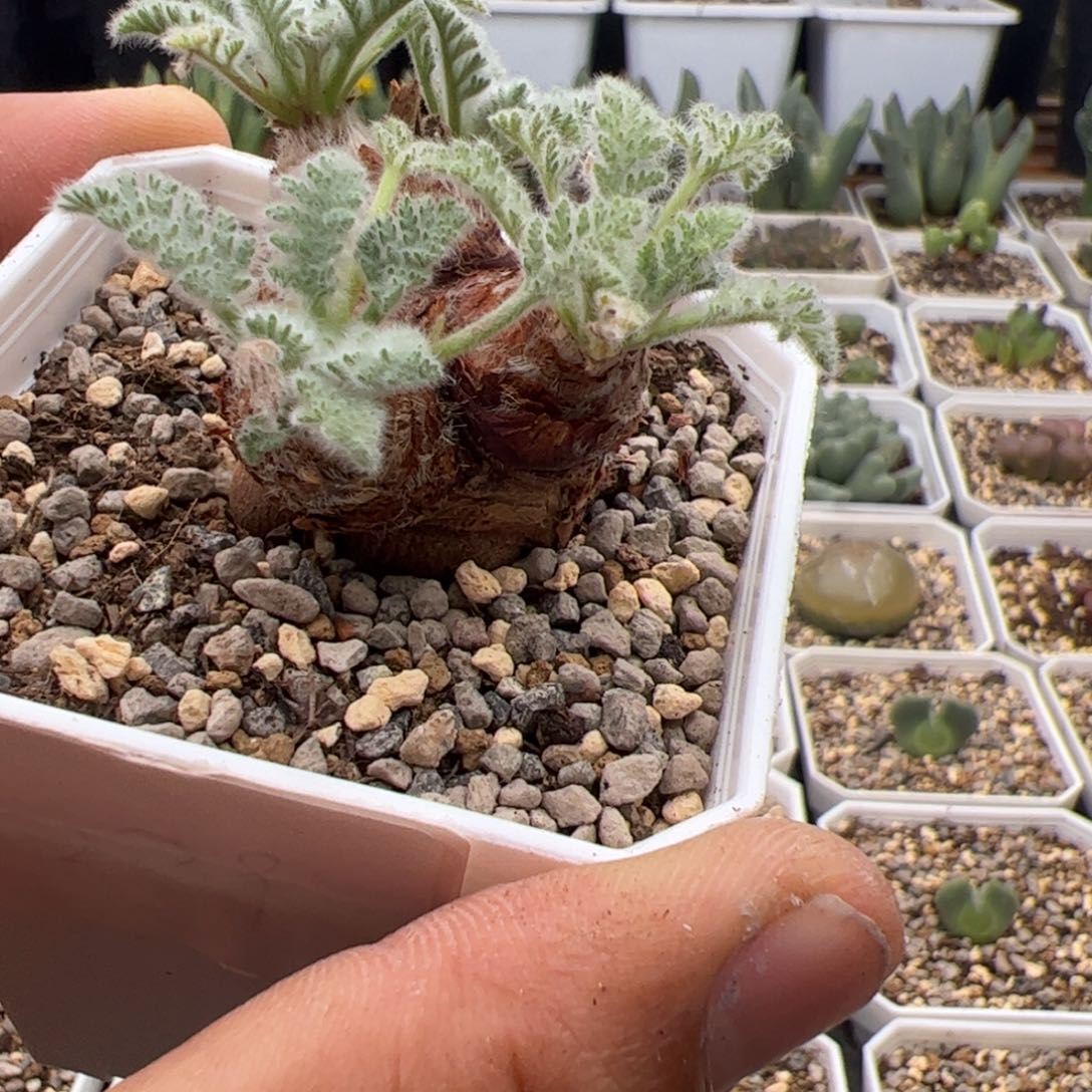 10.11羽叶洋葵多肉植物279