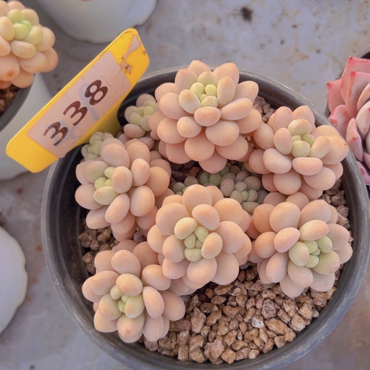 健健康康平平安安