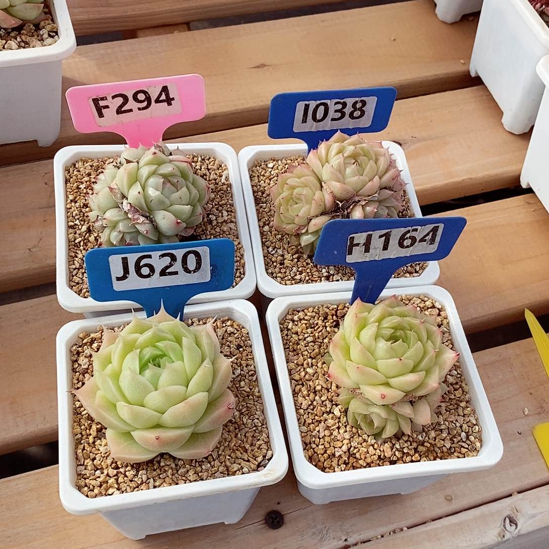 Y**。4颗5-6cm不包整群