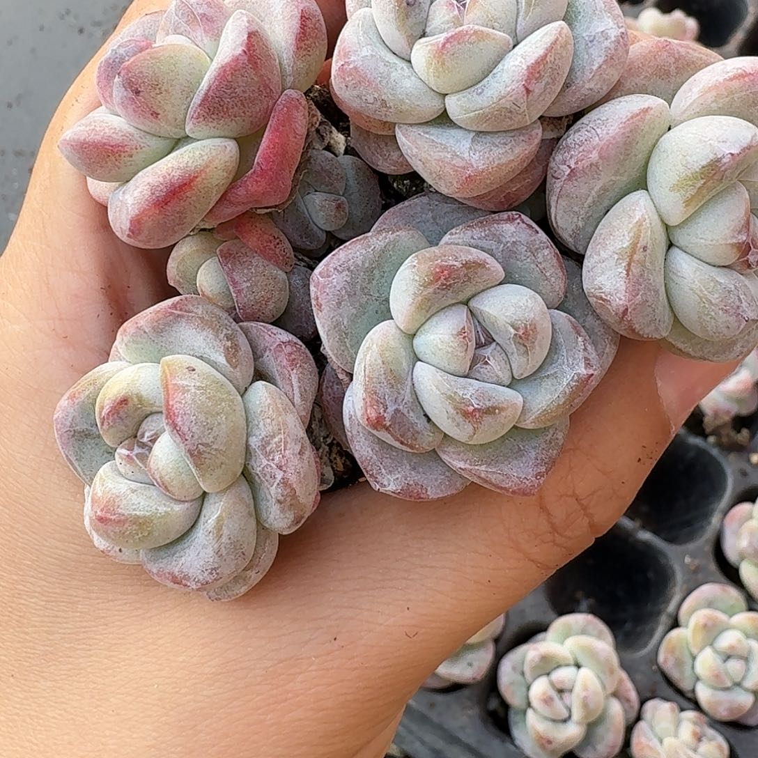 279号到手7颗，绿钻石化冰玉