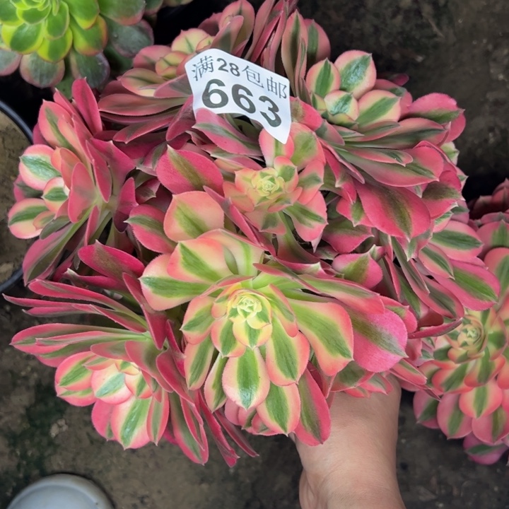 663女巫多肉植物