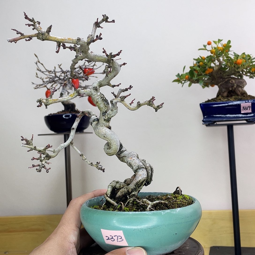 木本松平山楂盆栽