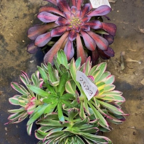 两盆多肉植物2623