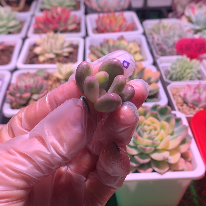 蛋黄奶，锦哥多肉，