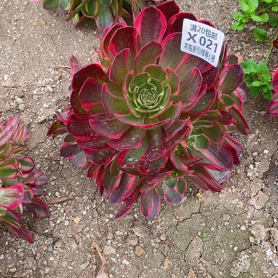 021夜宴粉花妖多肉