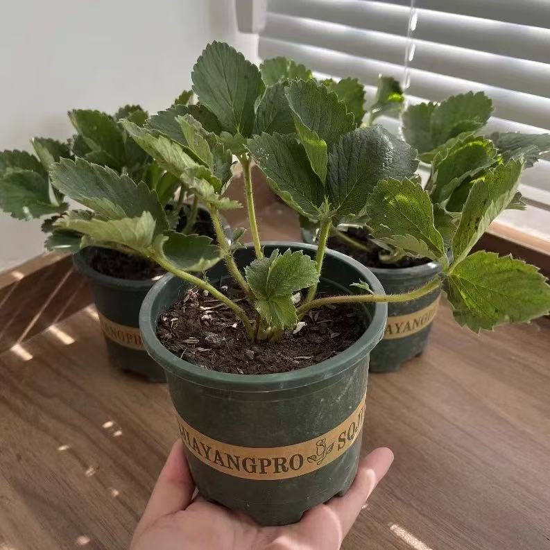 【加仑盆】草莓苗盆栽加仑盆奶油草莓苗阳台种植室内室外种植