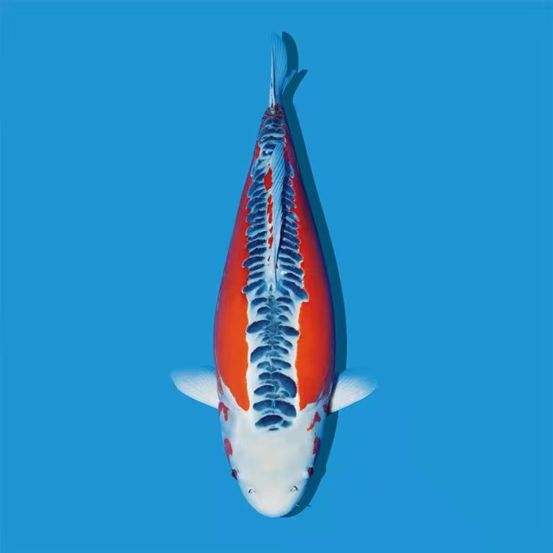 21尾 高端德国锦鲤 12-16公分 包邮包损 花色齐全 渔场搭配直销