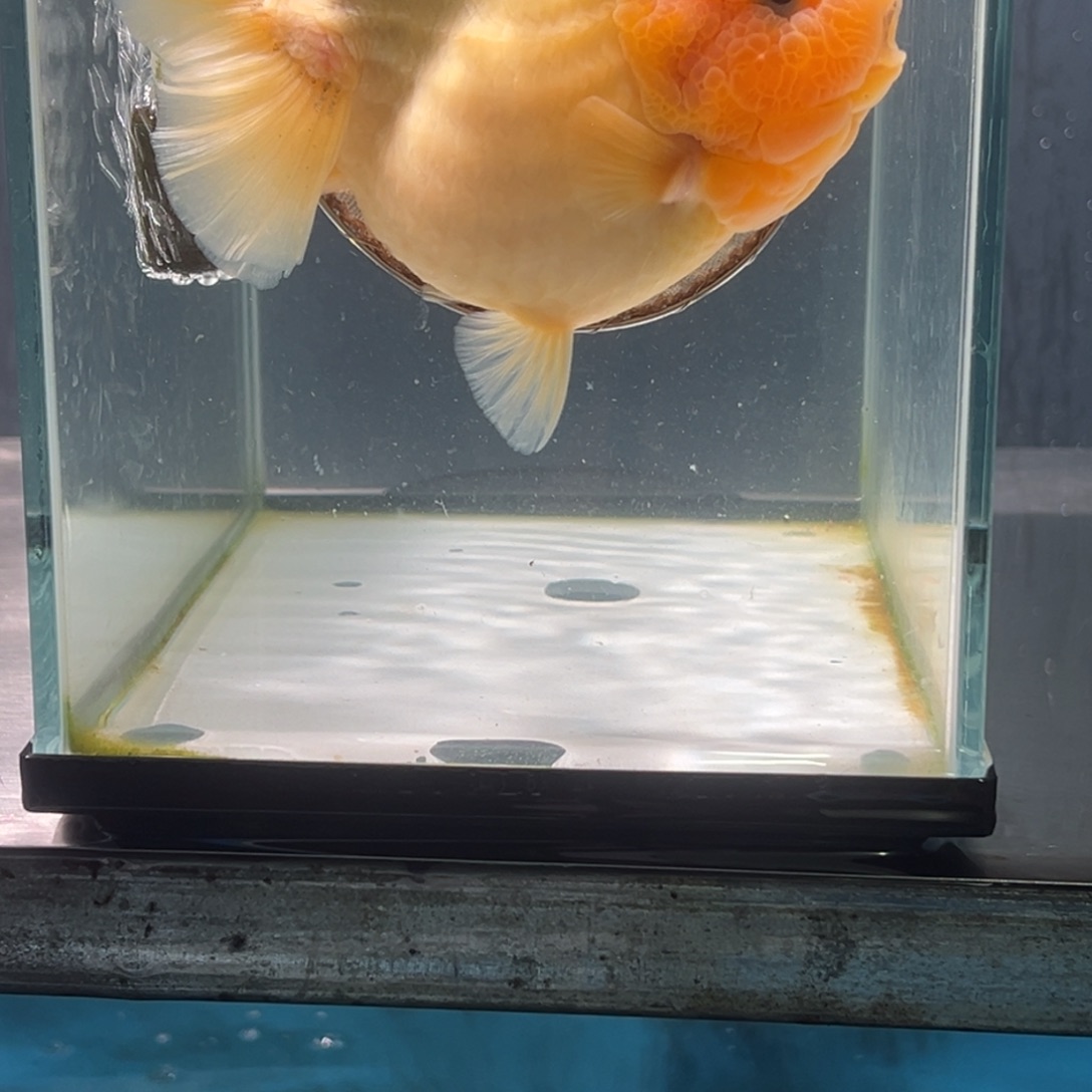 金鱼021558755698885698885