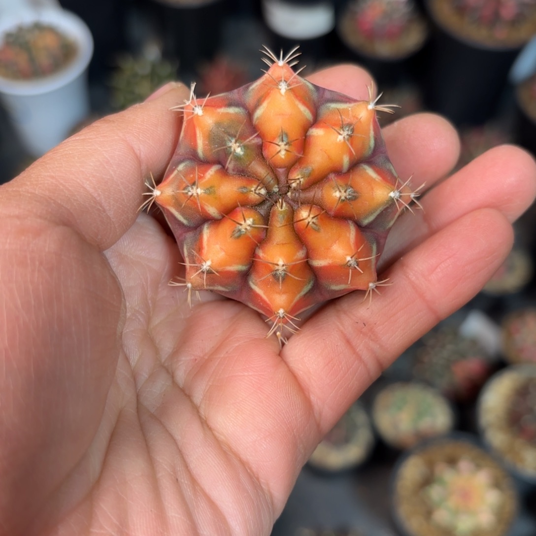 泰系实生梦想仙人球11