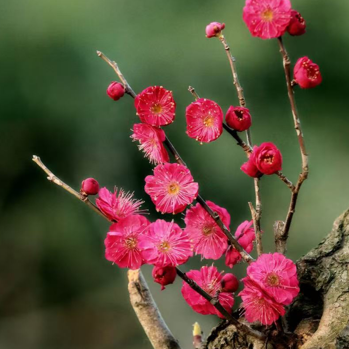 【时出锦】超高端稀有梅花 带花芽 当年开花