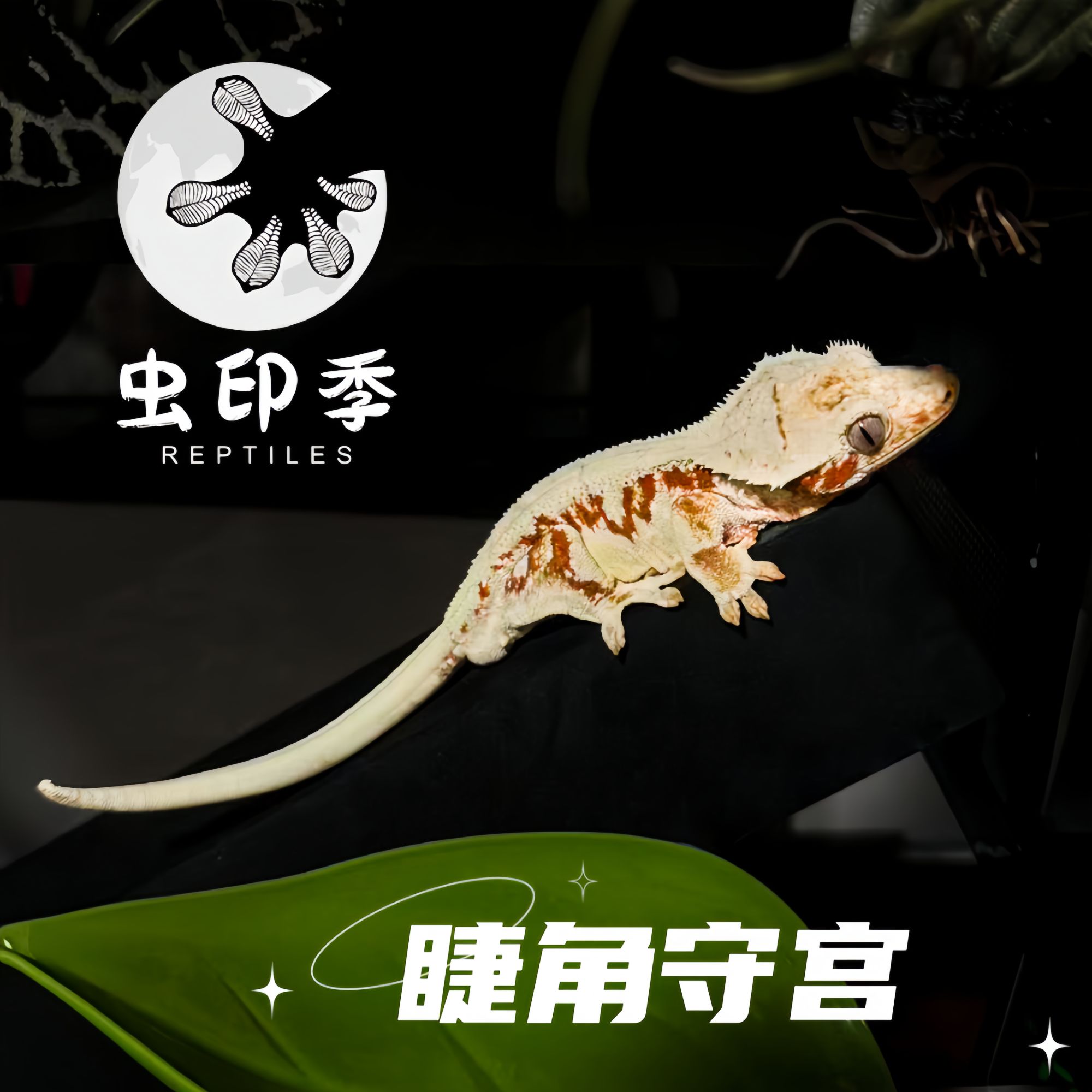 【虫印季】盖勾亚守宫R属可爱萌物新手入门桌面懒人守宫蜥蜴宠物