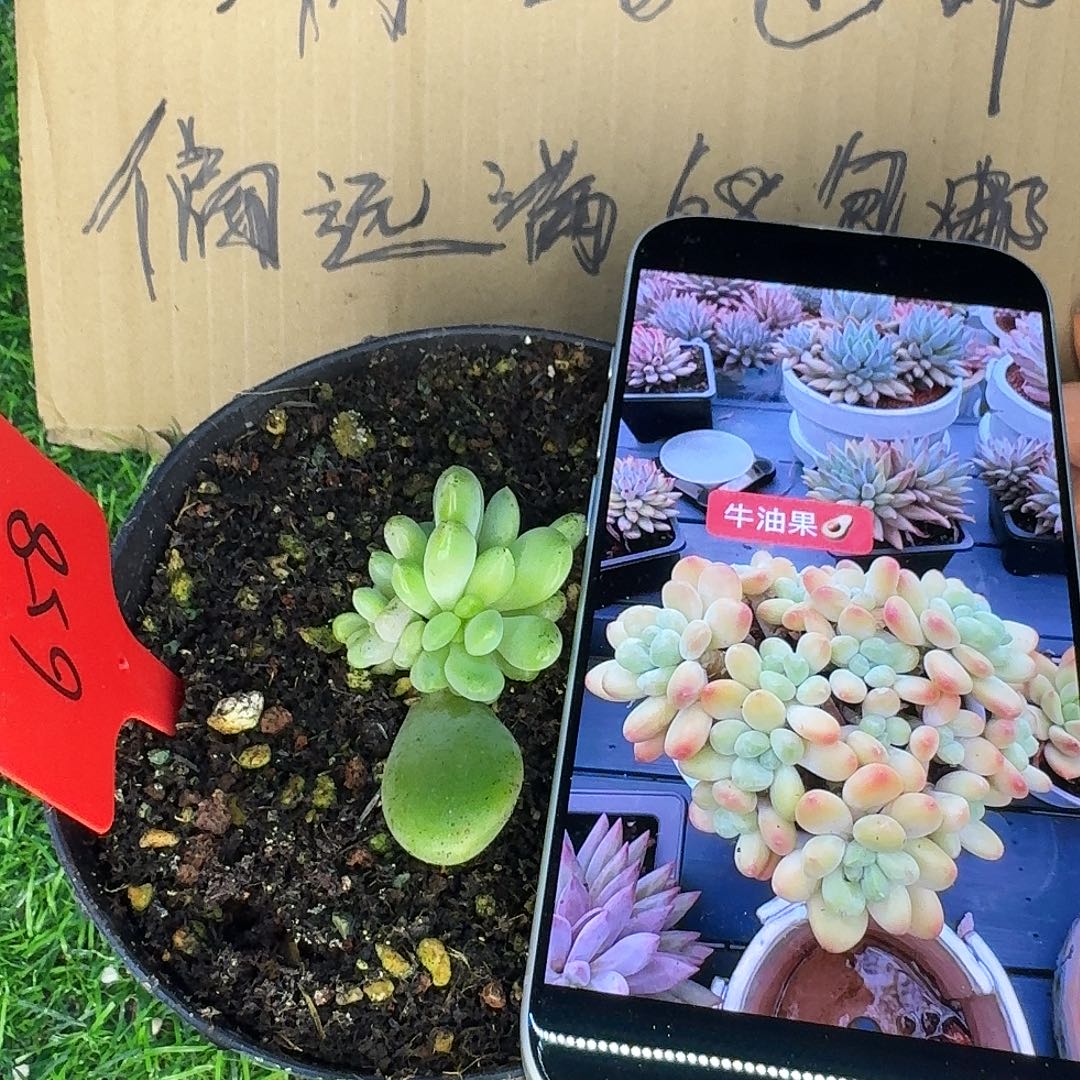 云南多肉小栈牛油果658