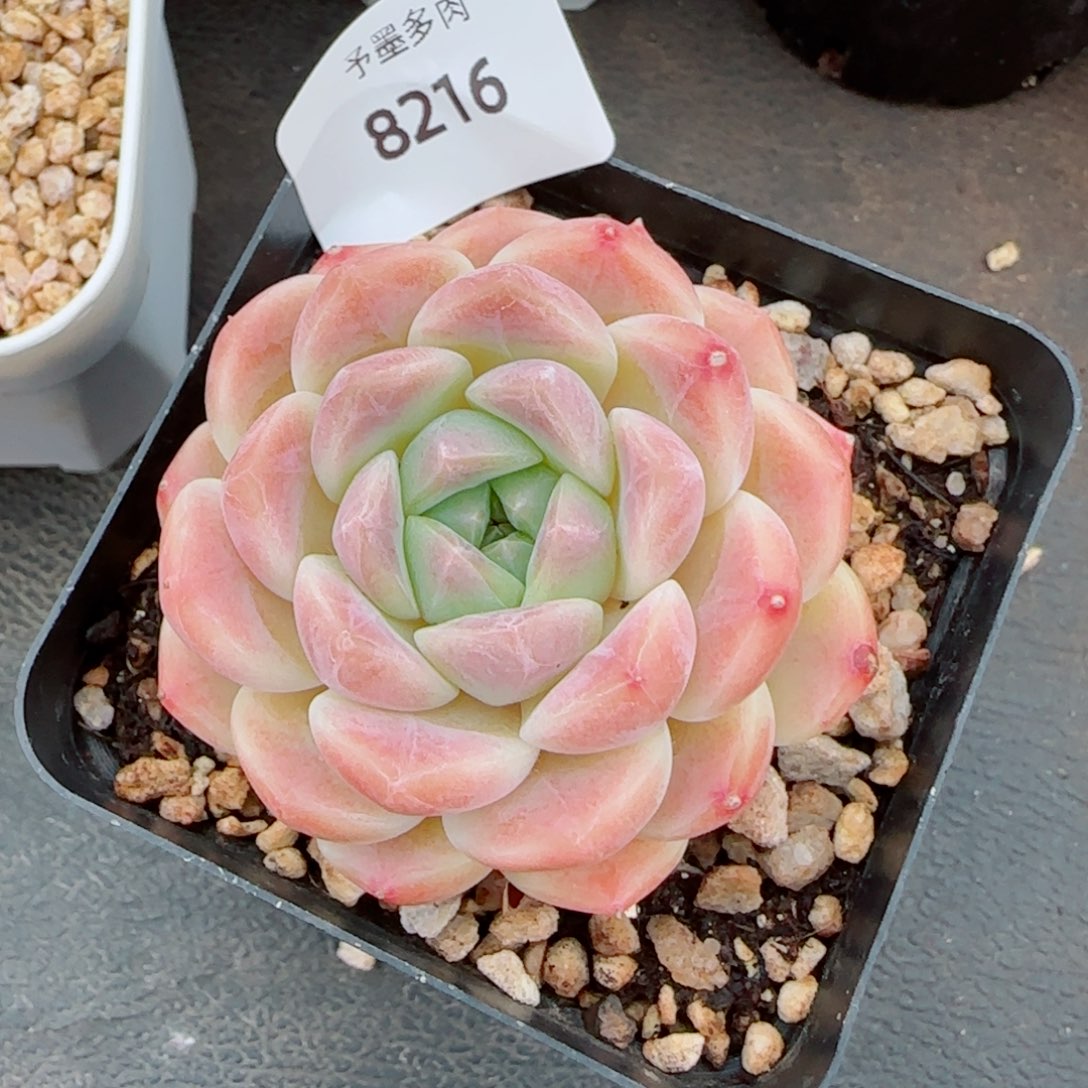 樱花冰魄，8216多肉植物