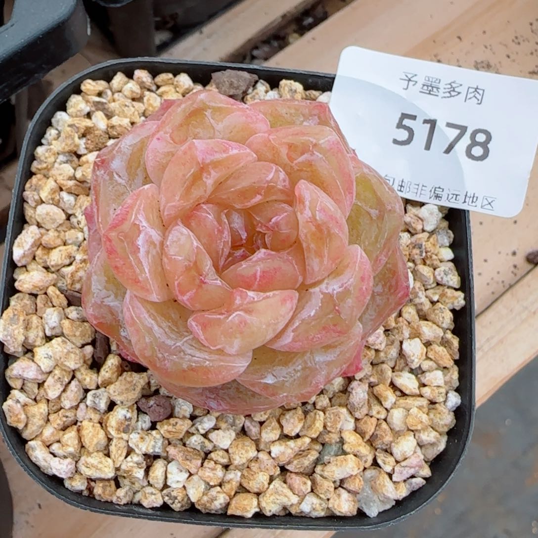 霜花石化，5178多肉植物