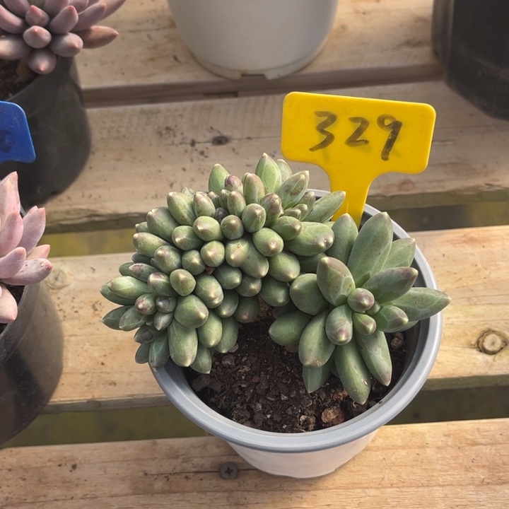 千代田之松多肉植物3 2 9