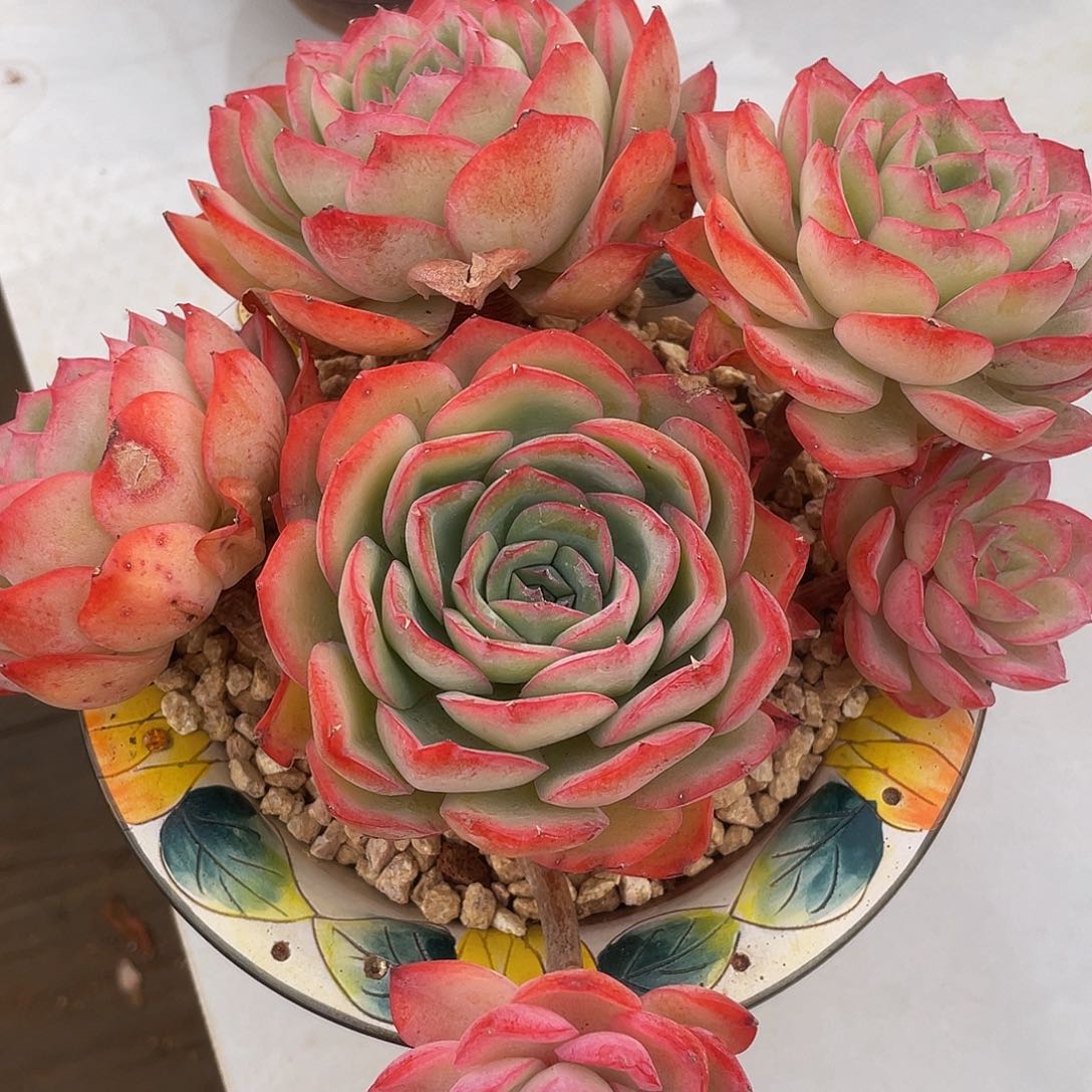 晨露无砍 多肉多肉