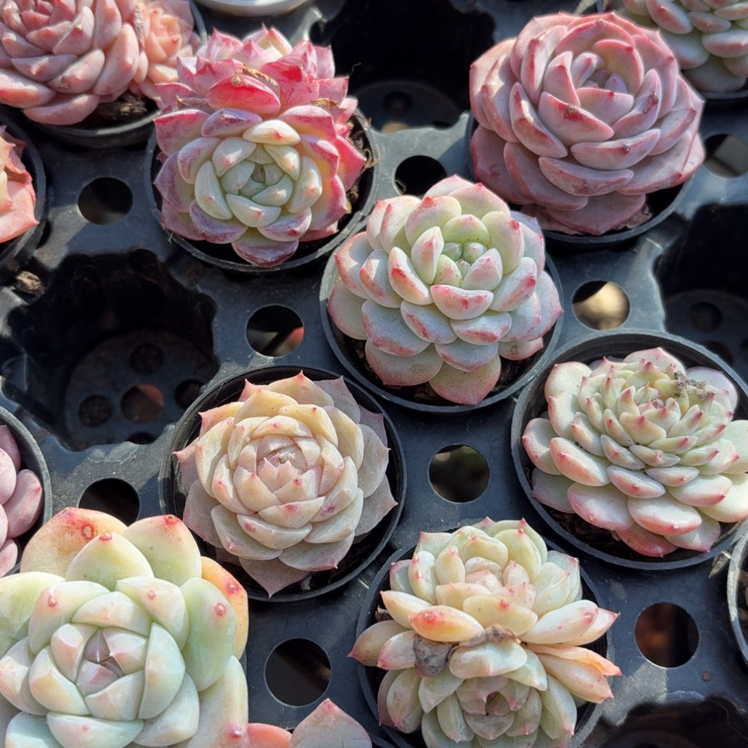 多肉糖心杂交7颗一组随机