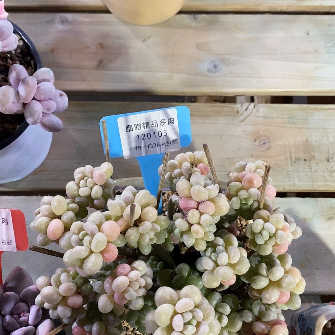 120105从未和i啊咯小雨小雨