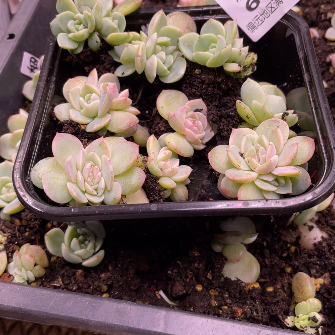 黎***号烟霞一物一拍686….