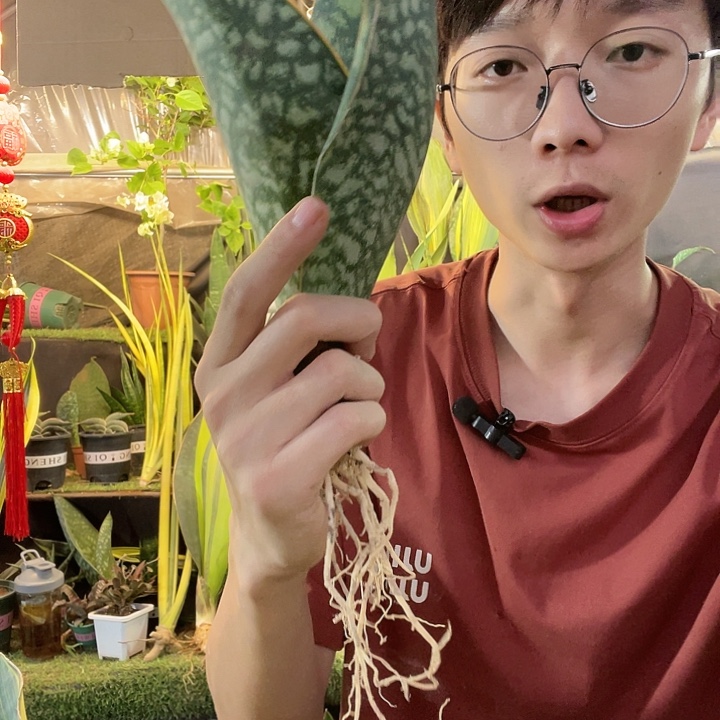 圆叶翡翠宝镜15.8