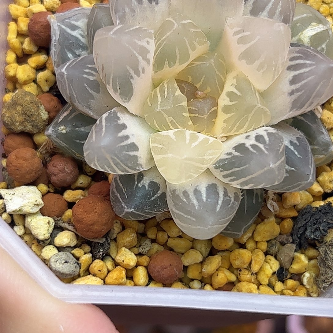 阿***斯糊斑龙爪锦十二卷多肉