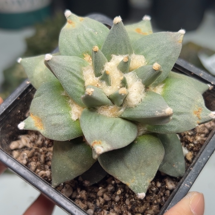 95带盆土发货zzz