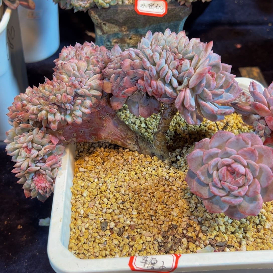 新年快乐 新年快乐 