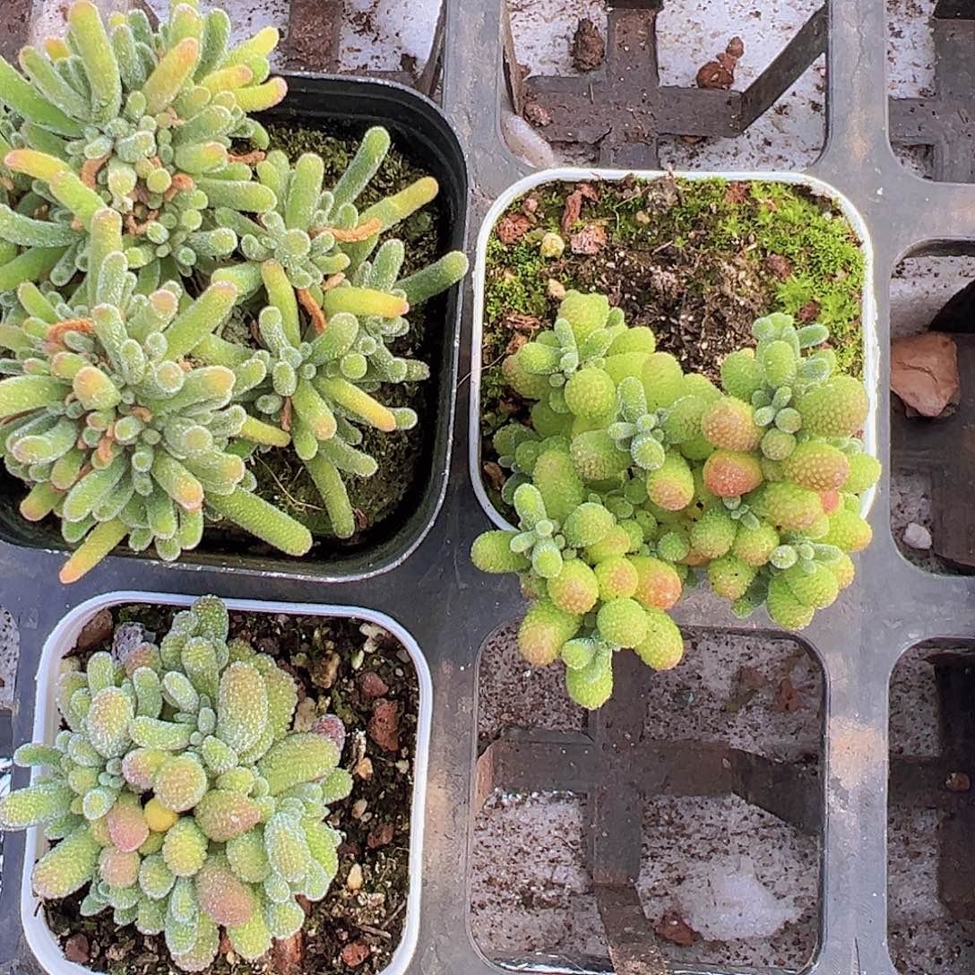 荧光兔翡翠冰晶19包邮多肉