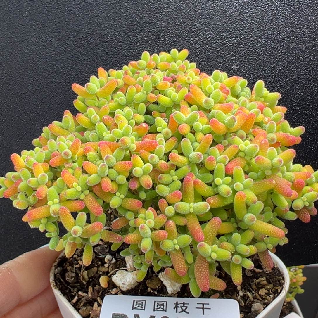 池***水dy3781精控蜜橘糖球冠幅8.5cm新粉