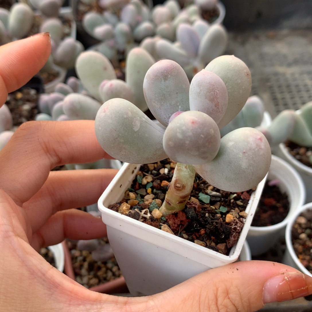 米可奶 不凑满28元发一片叶 不售后 到付