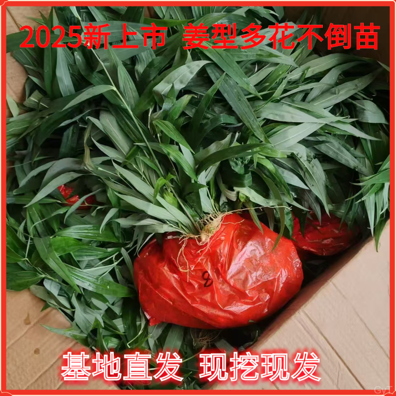 花猫儿苗植苗姜叶子老虎不姜黄种苗苗多黄精带种苗黄精倒精苗带