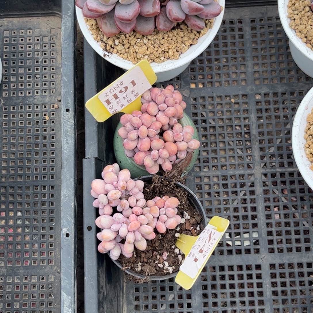 曲**曲多肉植物1111补差价11111