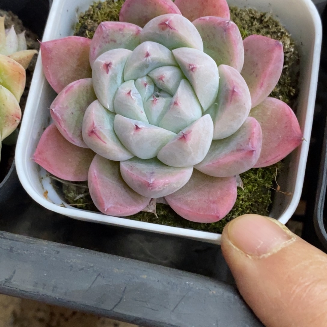 精品多肉一物一拍不包整237