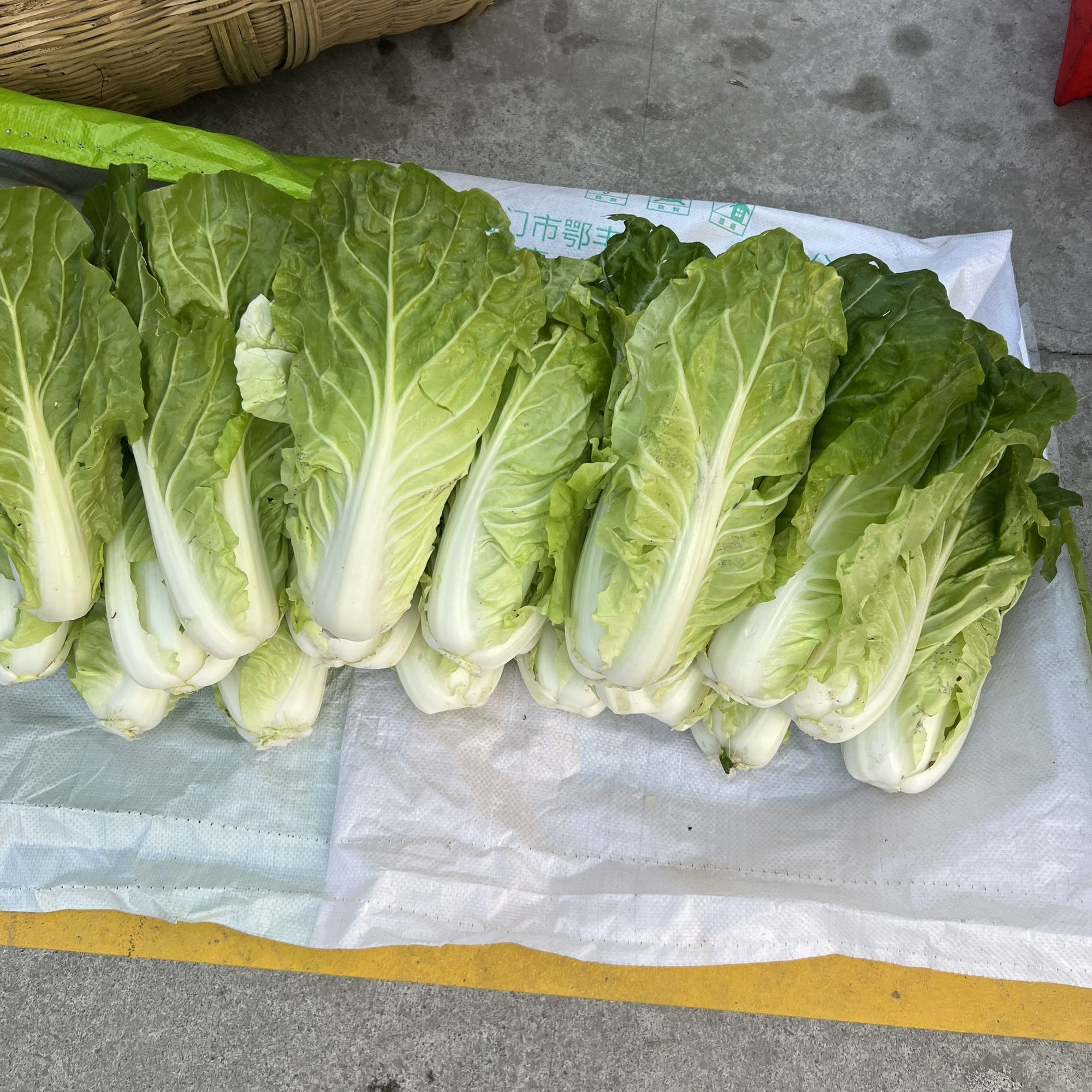 八角杆大集农户白菜