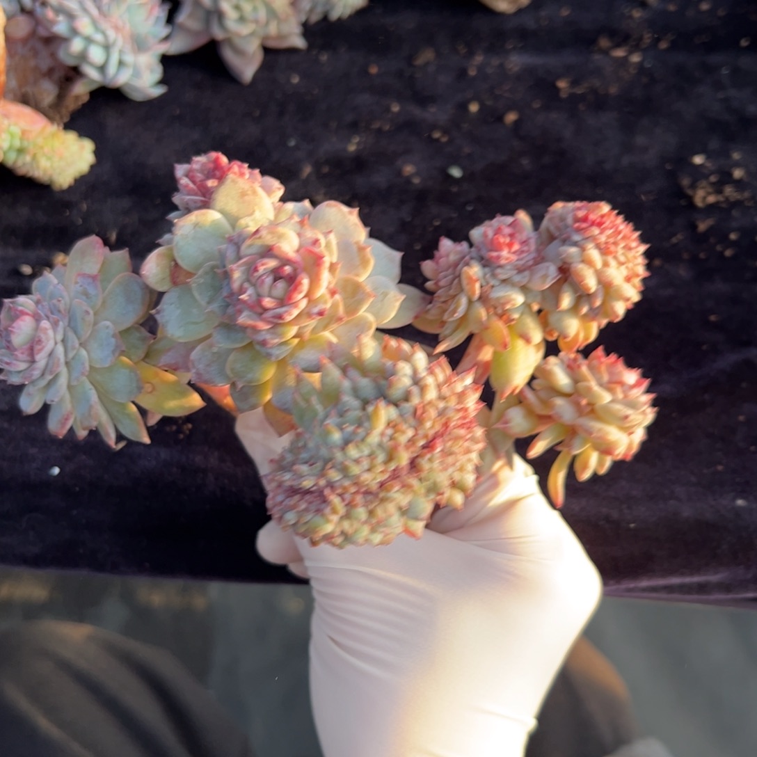 亏米价格 新年快乐 新年快乐