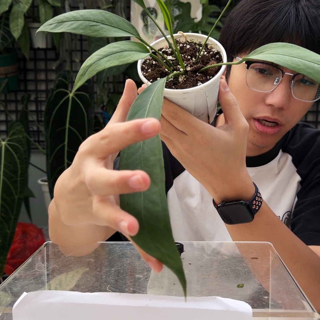 完全开放F36  V塔领带