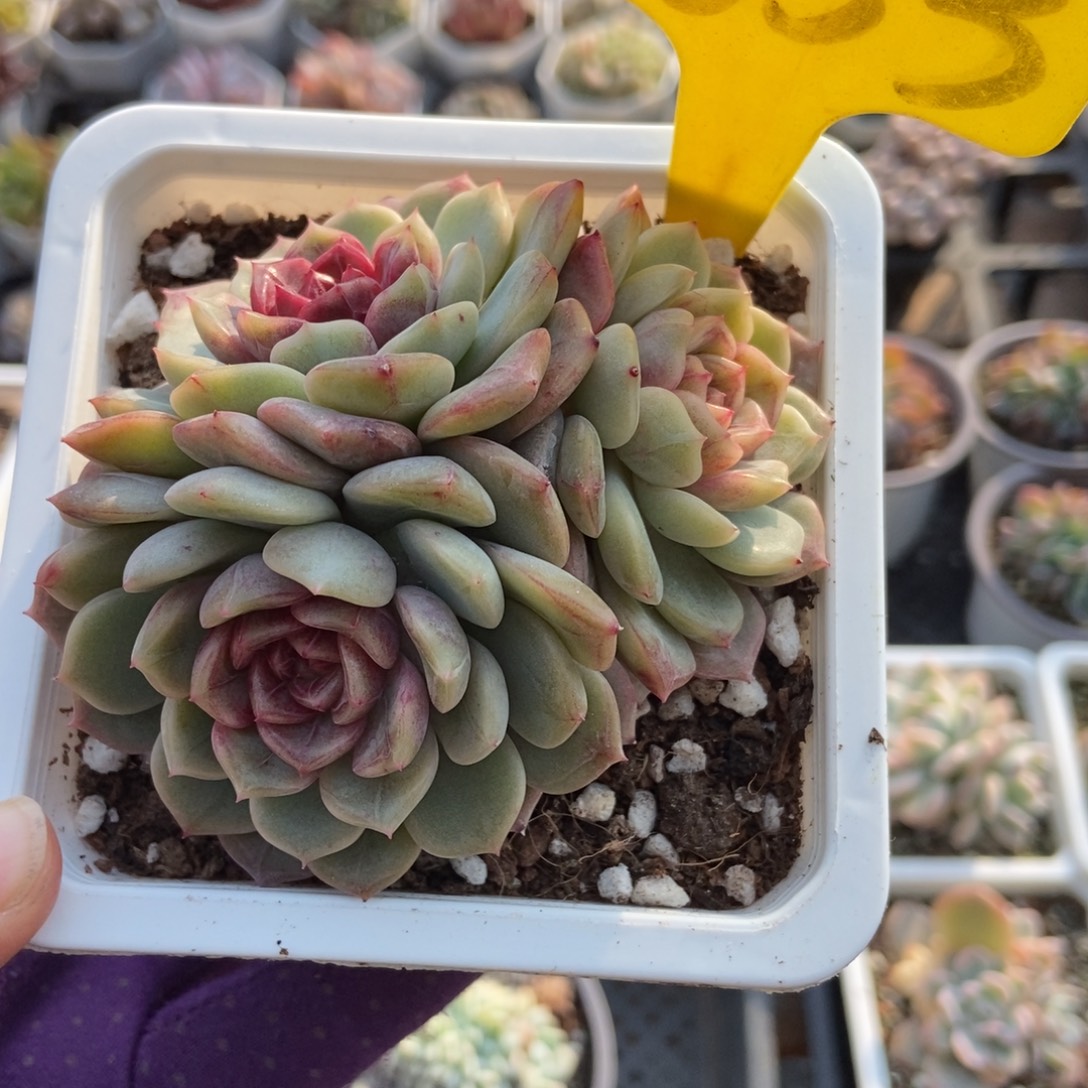 1853糖果珍妮多肉植物