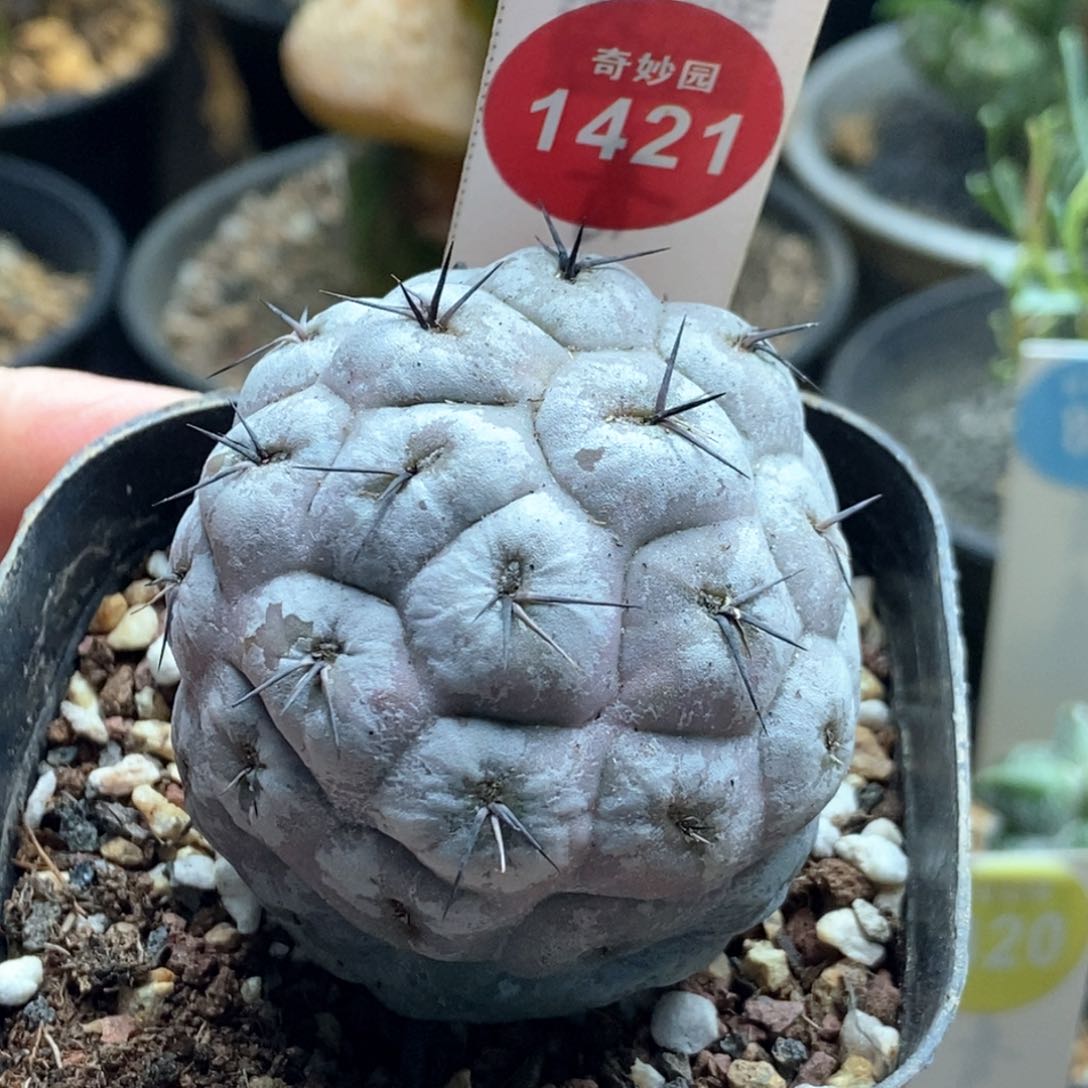 自根白肌大型习志野4.6cm