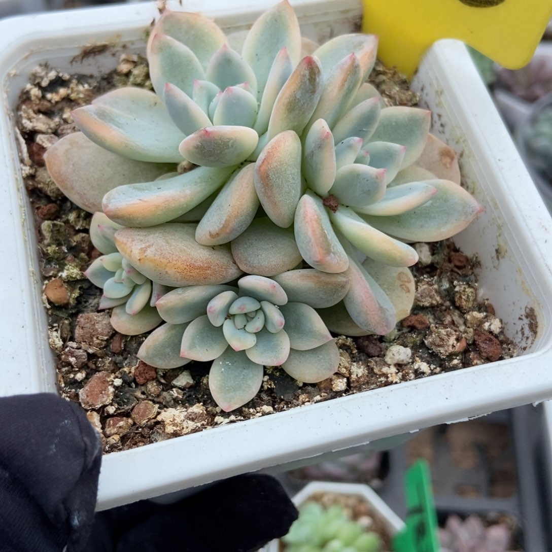 1856梦露锦多肉植物