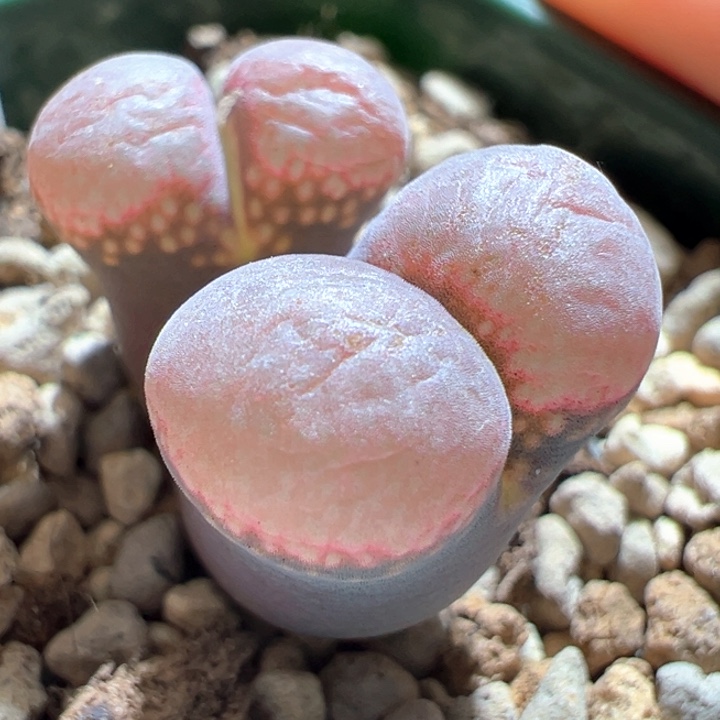 756。 青蛙种源优选五年母本肯哈德。  八八折后价。 