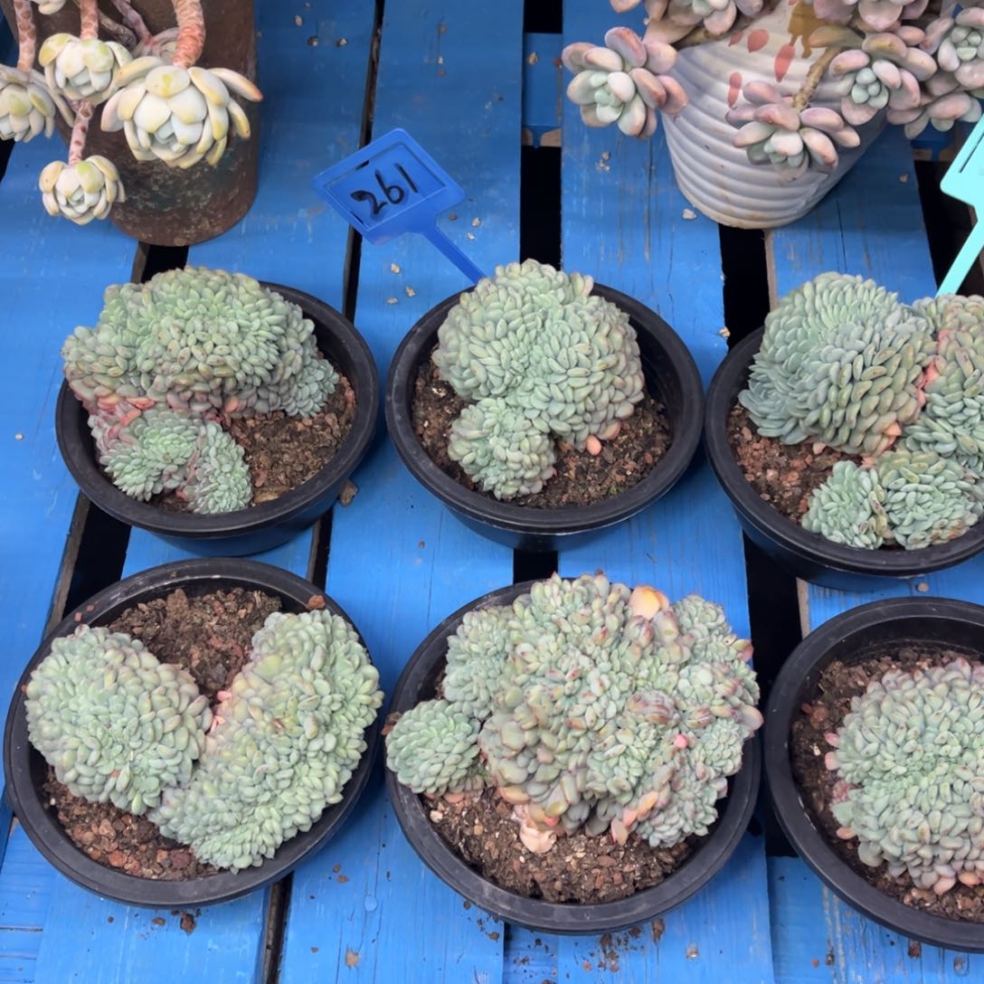 小雨多肉一物一拍白胖子缀化