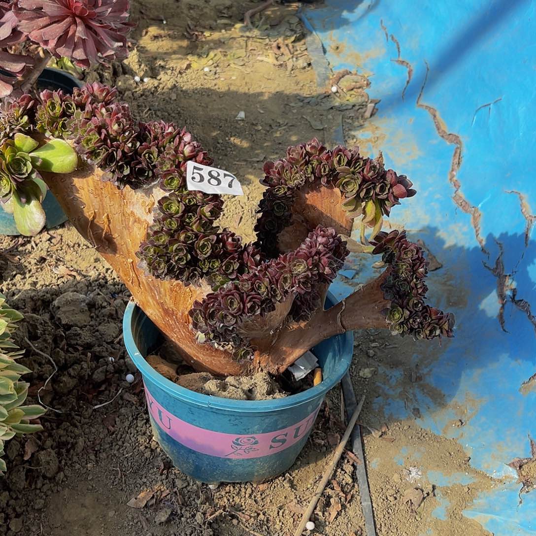 万圣节法师多肉1-3