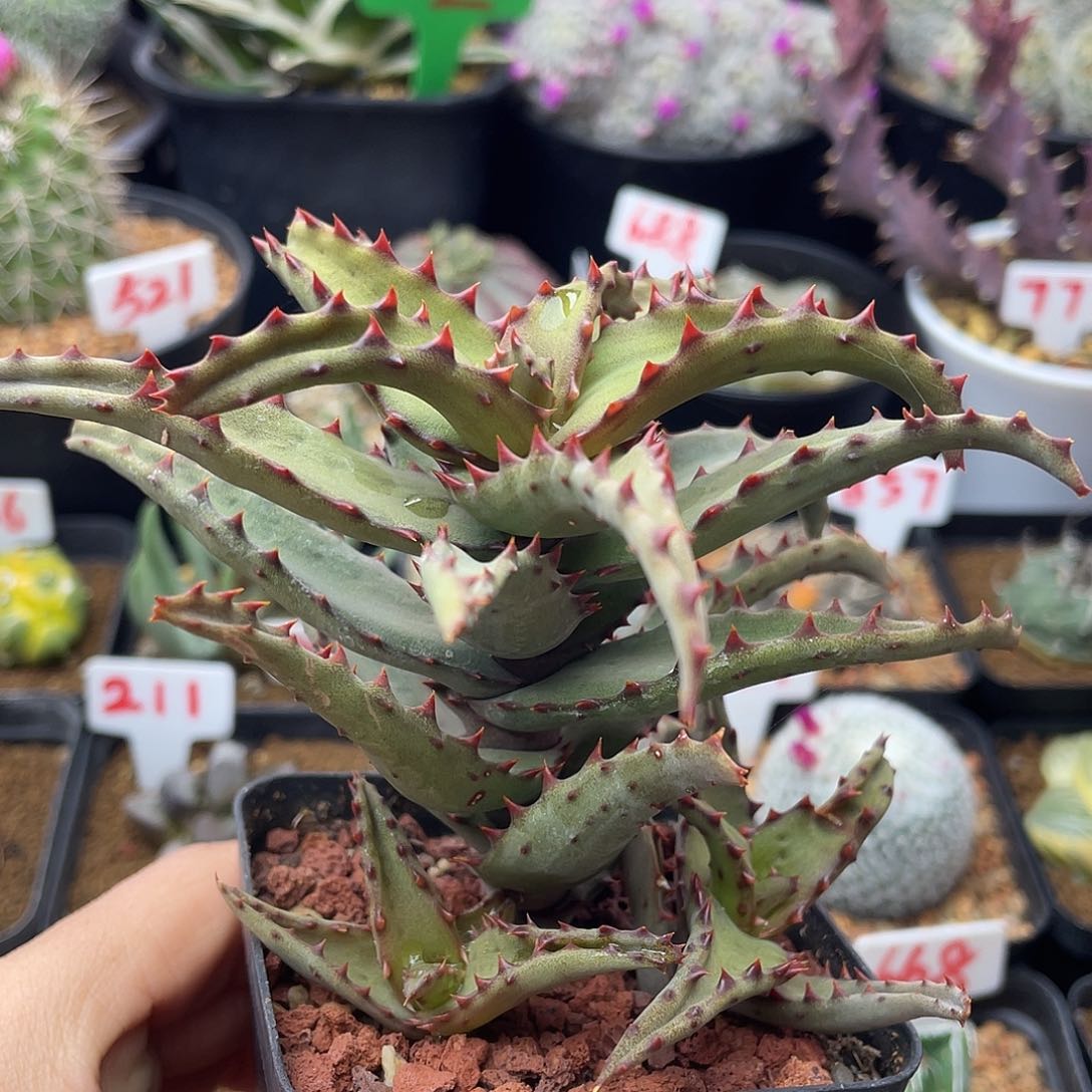 老桩红刺卡萨帝芦荟仙人球